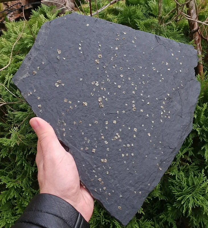 Ardoise en schiste avec inclusions de pyrite dorées — piérite visible à la surface