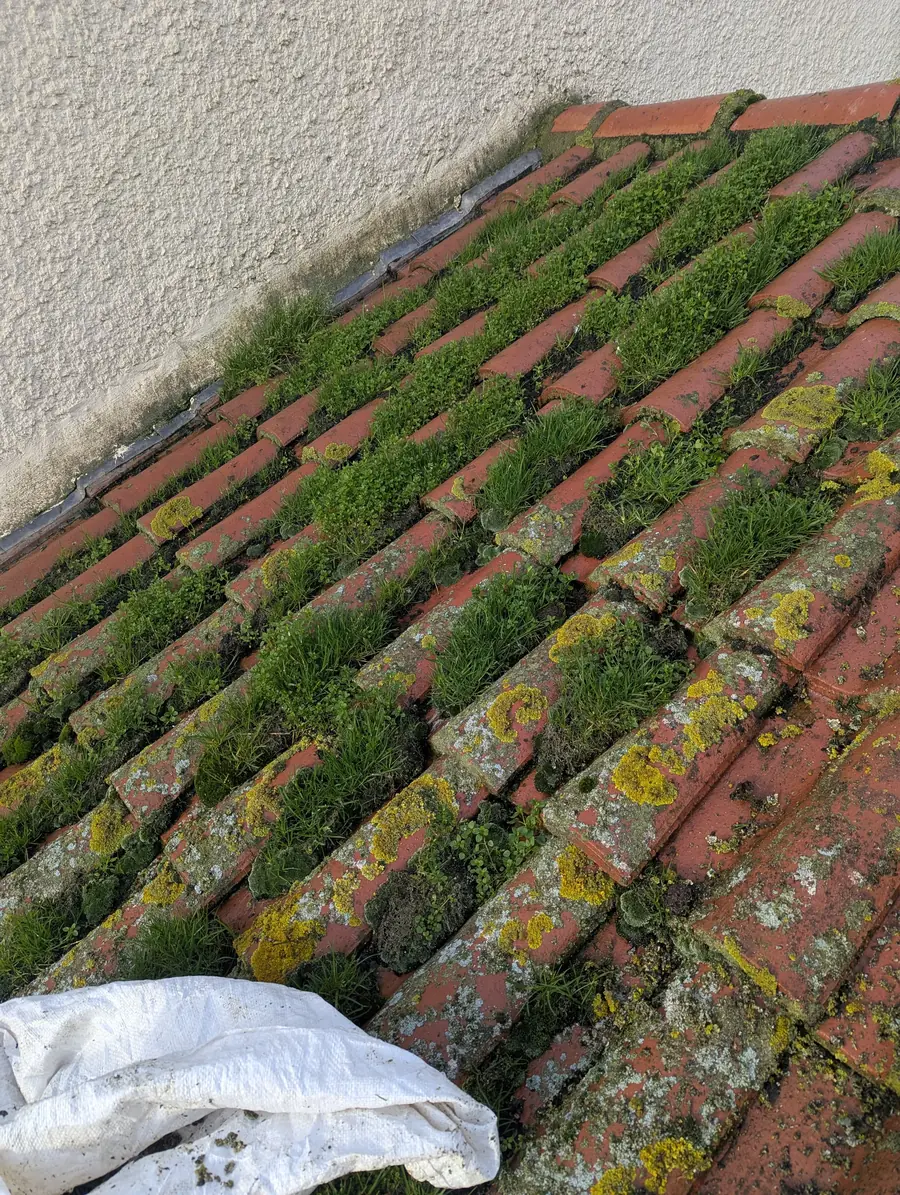 Toiture tuile terre cuite avec colonisation végétale massive — mousse, lichen et graminées entre les tuiles — secteur Saumur (49)